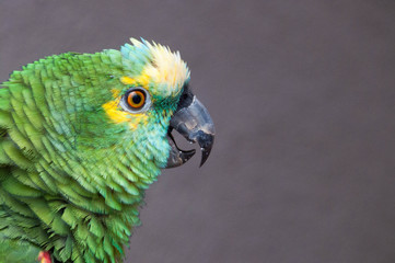 Turquoise-fronted amazon