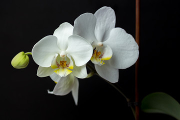Flowers of a white orchid on a dark background