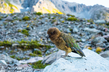 Kia Bird stand on the rock beside the glacier lake in Mt Cook National park, Hook Valley, South Island, New Zealand