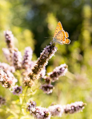 Beautiful butterfly in the wild on a plant