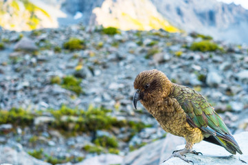Kia Bird stand on the rock beside the glacier lake in Mt Cook National park, Hook Valley, South...