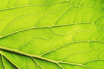 macro surface nature of green leaves texture.