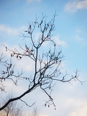 alder branches in the forest