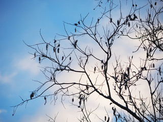 Fototapeta na wymiar alder branches in the forest