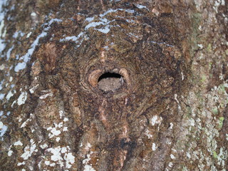 hollow in old aspen