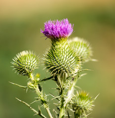 Purple flower in a park
