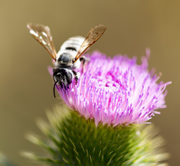 Wild bee on a flower in nature