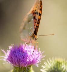 Beautiful butterfly in the wild on a plant