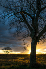  sunrise tree
