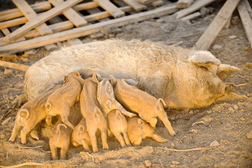 Small strong pigs suck a healthy sow.