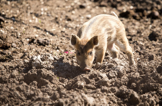 Little pig in the mud at the zoo
