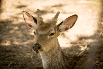Portrait of a deer in the zoo