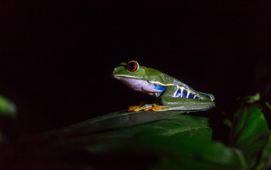 Frog in Costa Rica
