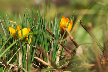 yellow crocuses - spring