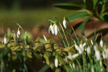 beautiful Galanthus nivalis 