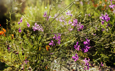 Summer purple flowers at sunny day