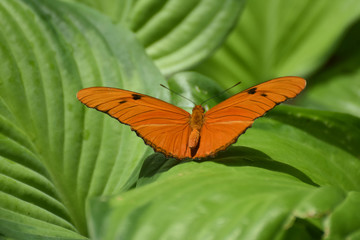 Deep Orange Julia moth resting on a bed of leaves