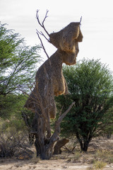 Sociable wever bird nest