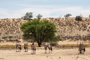Gemsbok, aka Oryx