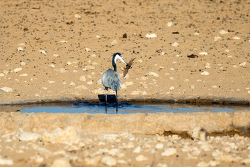 Grey Heron hunting