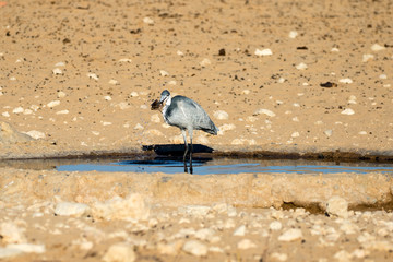 Grey Heron hunting