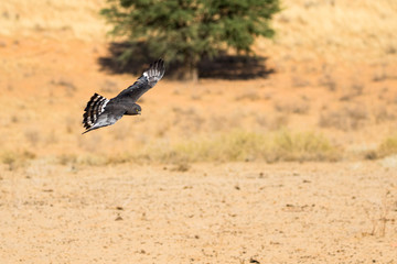 Black Harrier in flight
