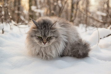 Naklejka na ściany i meble Grumpy long hair cat sitting on a cold snow