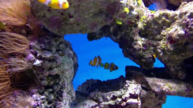 False clown anemonefish or nemo Amphiprion ocellaris