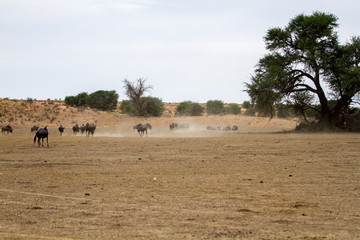 Fototapeta na wymiar Gnu, aka blue wildebeest