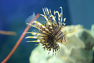 Lion fish are swimming in the coral reef.