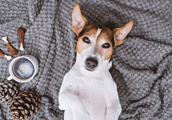 Adorable jack russell dog lying back on blanket with cup of coffee and treats looking at camera Pet take selfie concept top view
