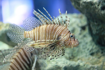 Lion fish are swimming in the coral reef.