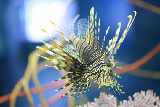 Lion fish are swimming in the coral reef.