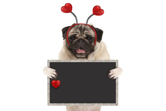 happy smiling Valentine's day pug puppy dog with hearts diadem and blank blackboard sign in paws, isolated on white background