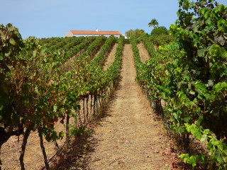 Fototapeta na wymiar Bodegas vino en el Algarve ,Portugal