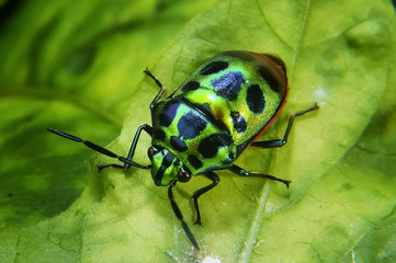 Rainbow Shield Bug ( Calidea dregii ) On Green Leaf , Close Up , Selective Focus
