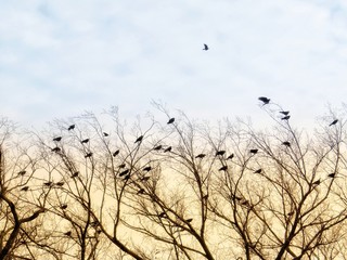 Black Birds Perched On A Bare Winter Tree