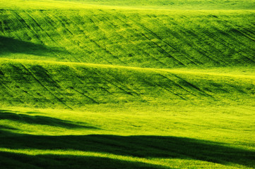 spring field. picturesque hilly field. agricultural field in spring
