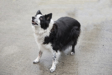 Black and white border collie playing outdoors 