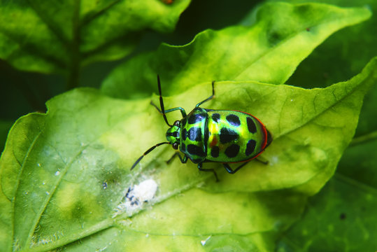 Rainbow Shield Bug ( Calidea dregii ) On Green Leaf , Close Up , Selective Focus