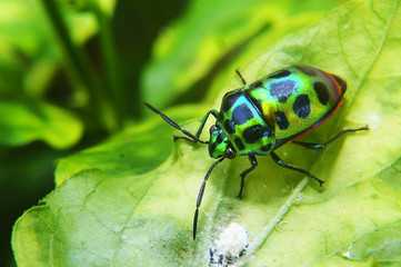 Rainbow Shield Bug ( Calidea dregii ) On Green Leaf , Close Up , Selective Focus