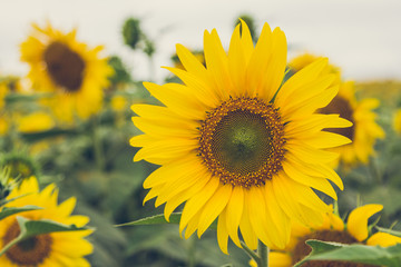Fototapeta premium The beautiful sunflower field.