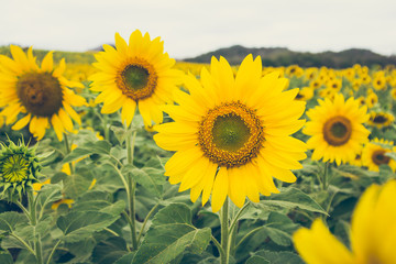 Fototapeta premium The beautiful sunflower field.