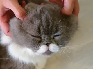 Woman hands pet and massage on the head of gray and white adorable cat with closed eyes over wooden background