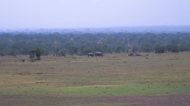 In Distance Are Rare White Rhino Mother With Baby Kenyan Reserve