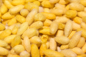 silk cocoons