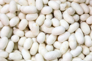 silk cocoons