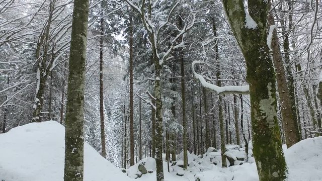 4K - Faggeta con neve fresca