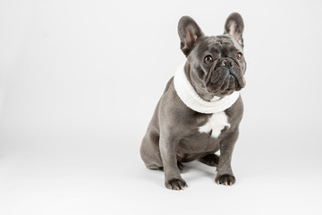 French Bulldog Studio Shoot