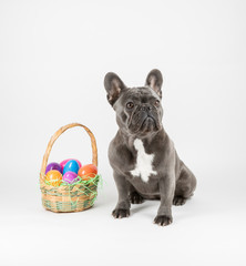 French Bulldog Studio Shoot